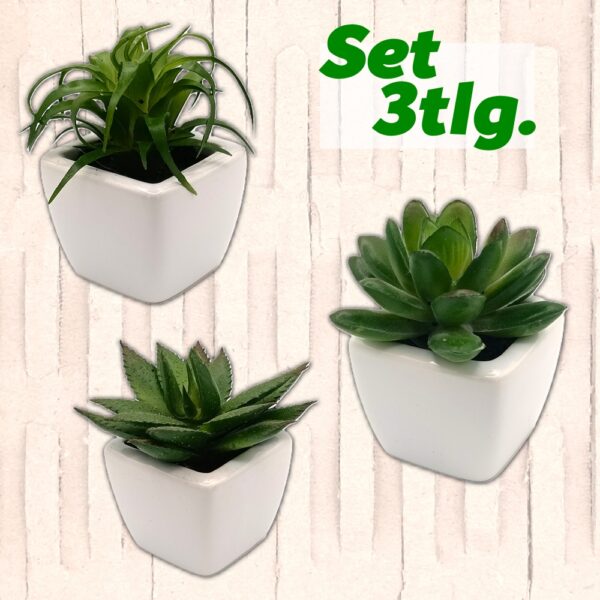 3tlg. Minisukkulenten-Set / Aloe Vera, Echeveria Lotus, Tillandsia / NEU!